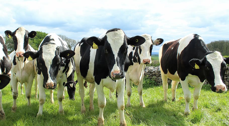 Dairy farming