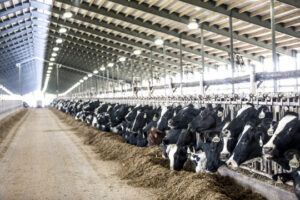 Dairy farming